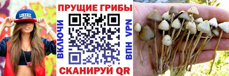 Псилоцибиновые грибы прущие грибы  Купить закладки  Городец 